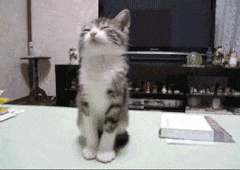 12.gif 12.gif