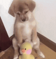 13.gif 13.gif
