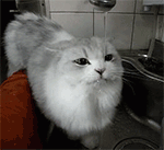 14.gif 14.gif